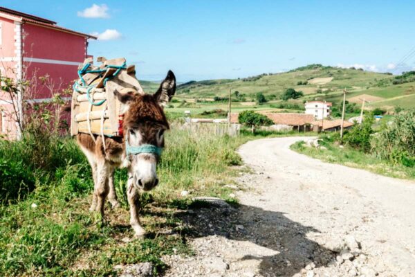 A donkey or mule in Albania near Tirana.